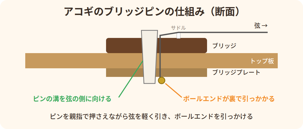 アコースティックギターのブリッジピンとボールエンドの断面図